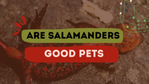 Are Salamanders Good Pets