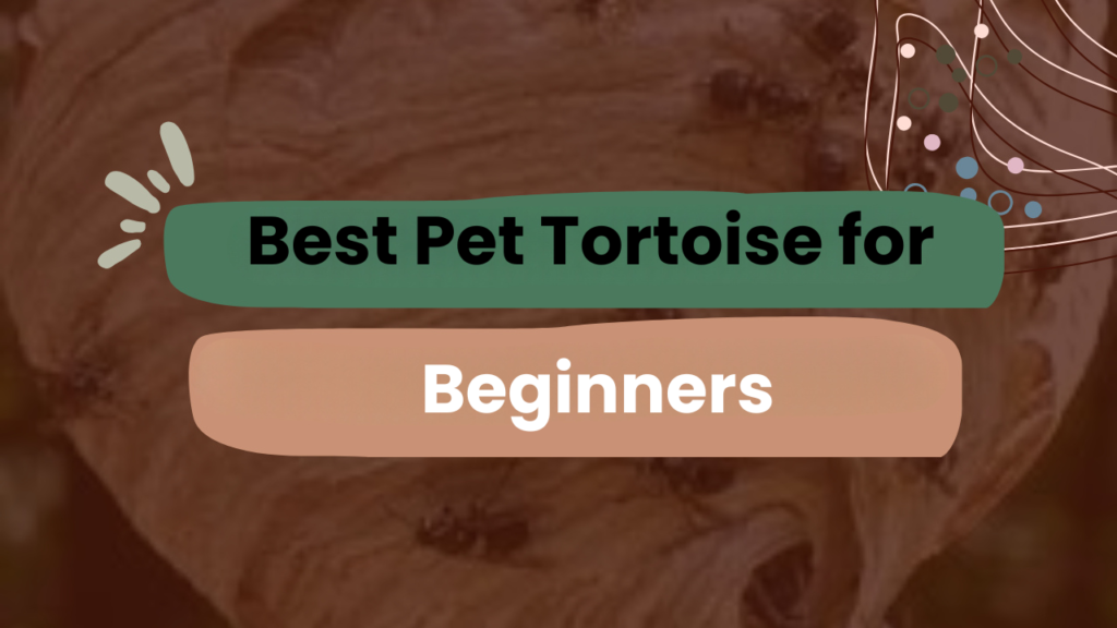 Best Pet Tortoise for Beginners