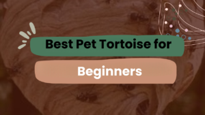 Best Pet Tortoise for Beginners