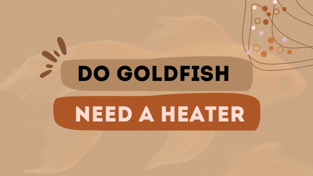 Do Goldfish Need a Heater?