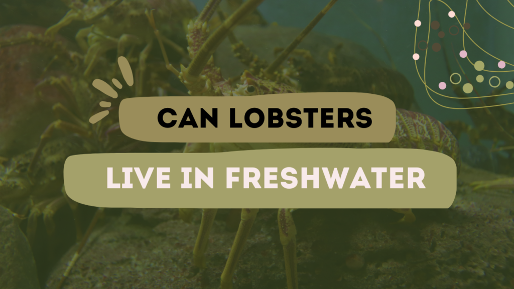 Can Lobsters Live In Freshwater