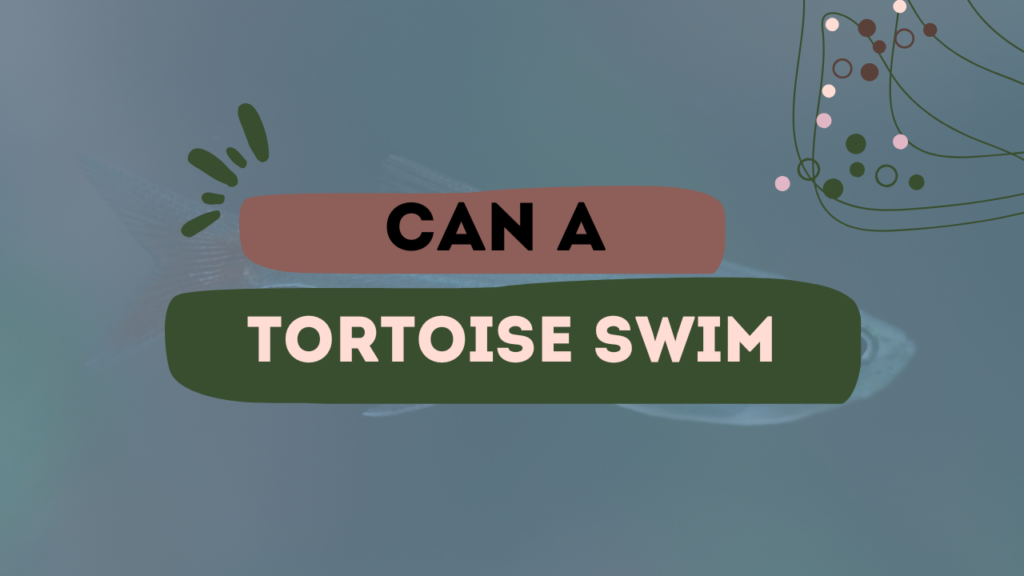 Can a Tortoise Swim