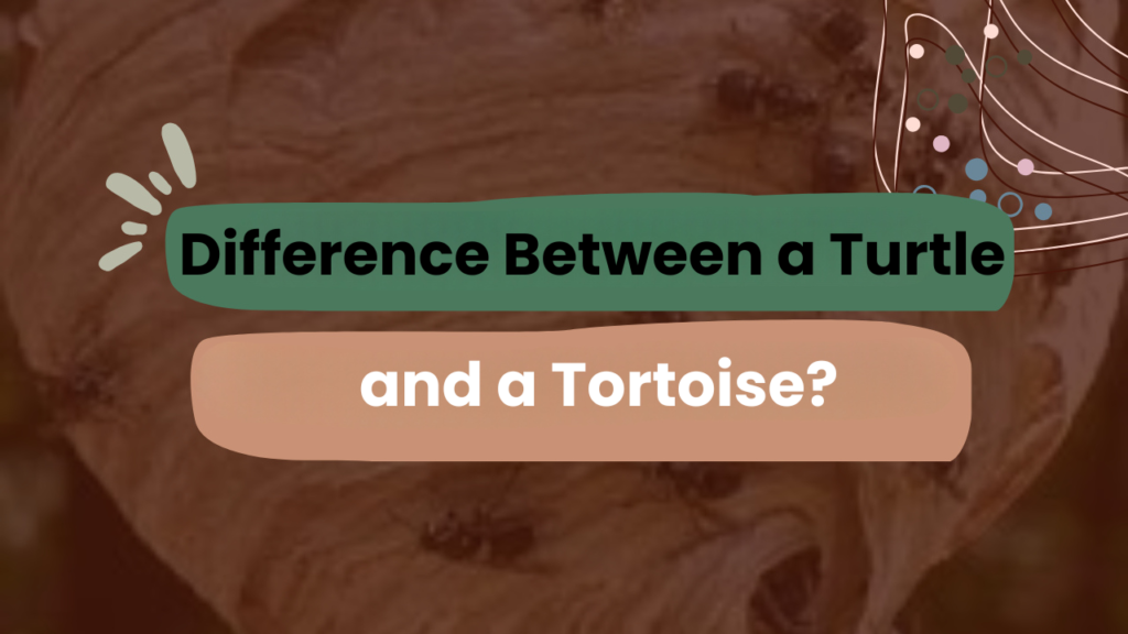 Difference Between a Turtle and a Tortoise