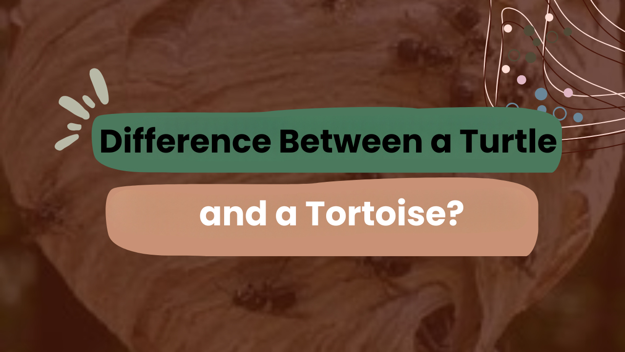 Difference Between a Turtle and a Tortoise