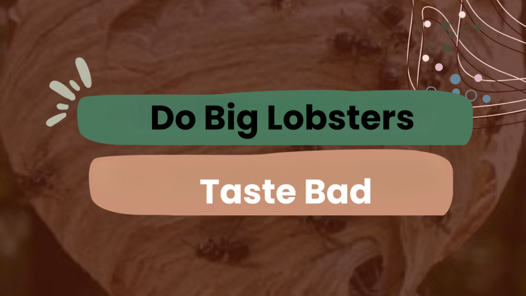 Do Big Lobsters Taste Bad