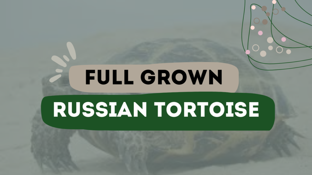 Full Grown Russian Tortoise