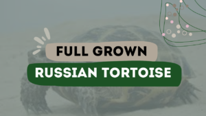 Full Grown Russian Tortoise