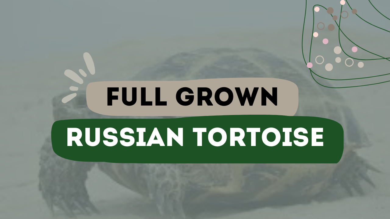Full Grown Russian Tortoise