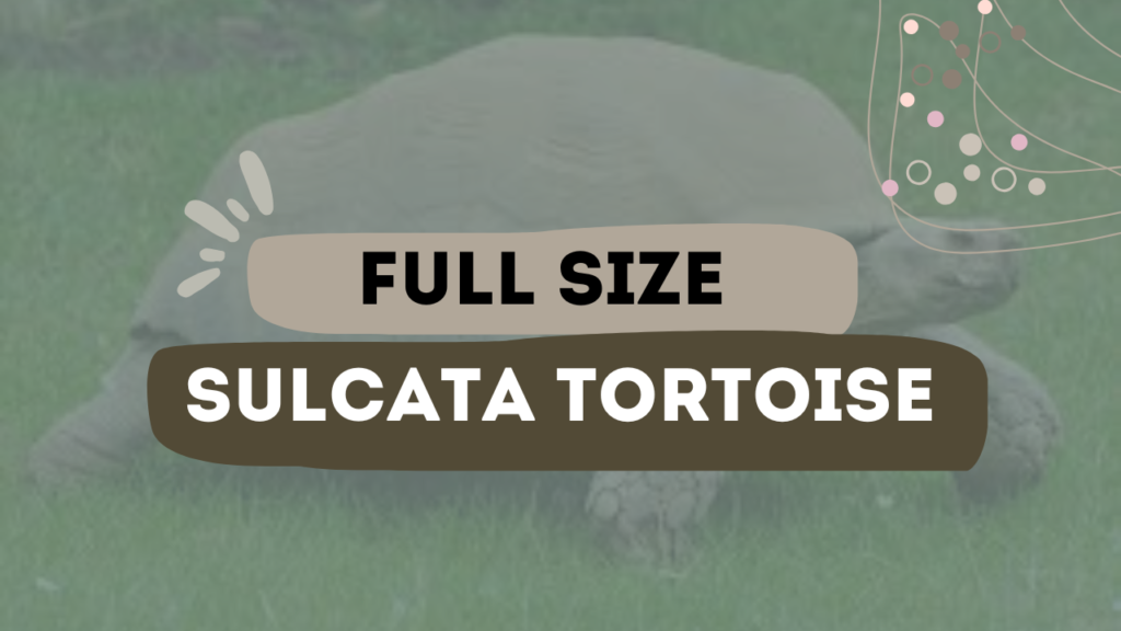 Full Size Sulcata Tortoise