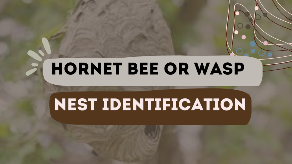 Hornet Bee Or Wasp Nest Identification