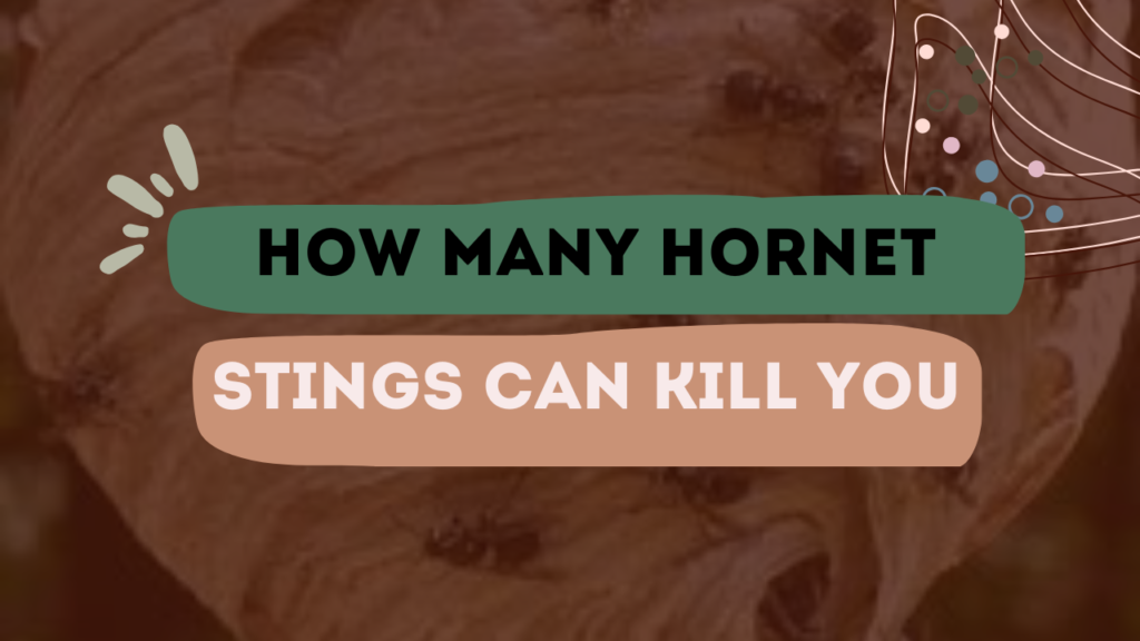 How Many Hornet Stings Can Kill You