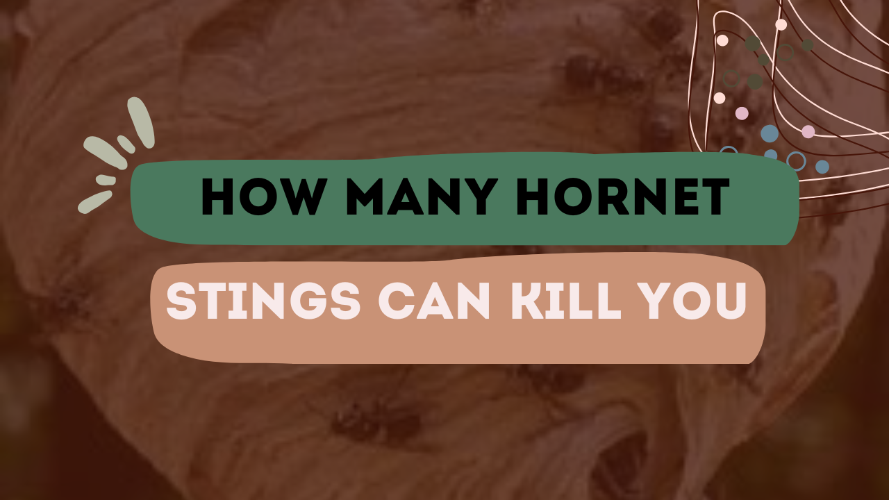 How Many Hornet Stings Can Kill You