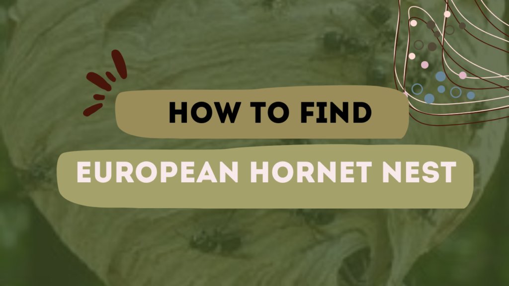 How To Find European Hornet Nest