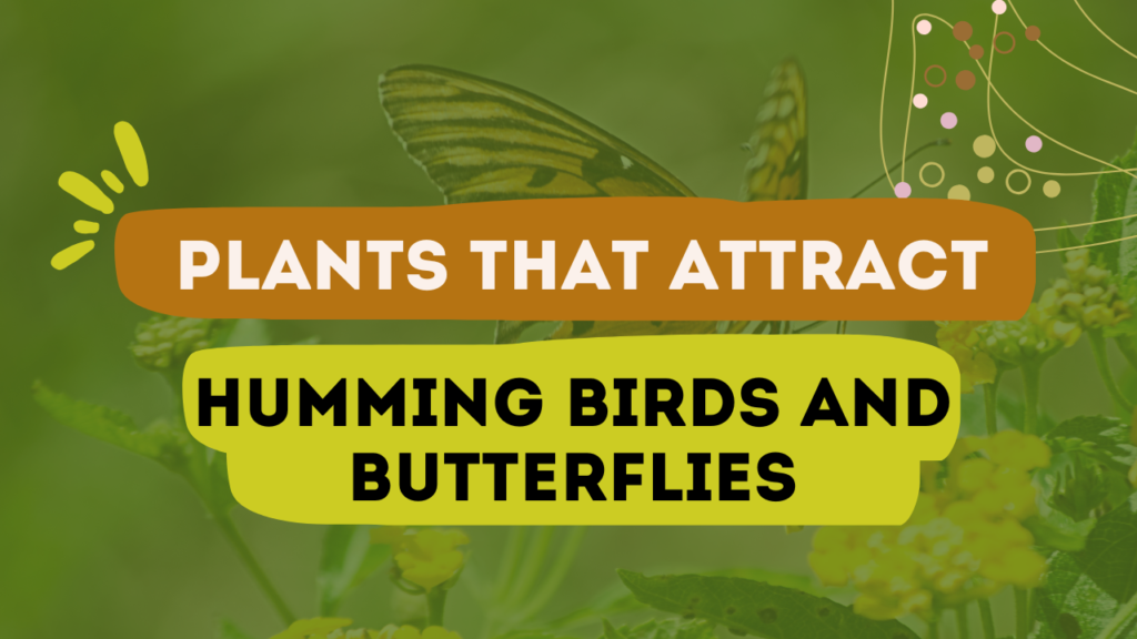 Plants That Attract Humming Birds and Butterflies
