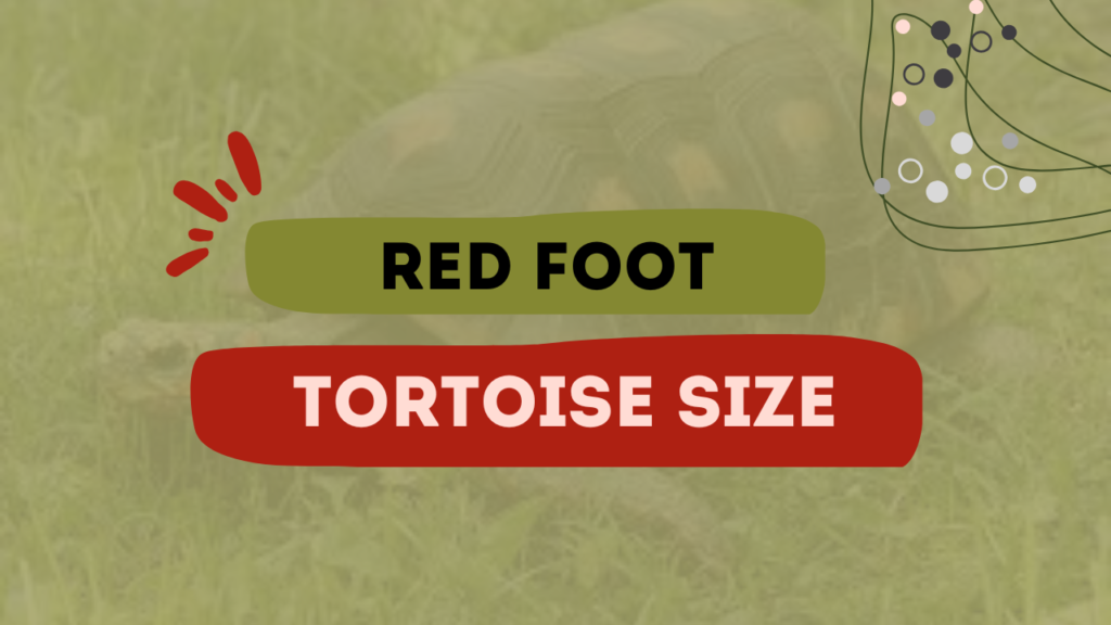 Red Foot Tortoise Size
