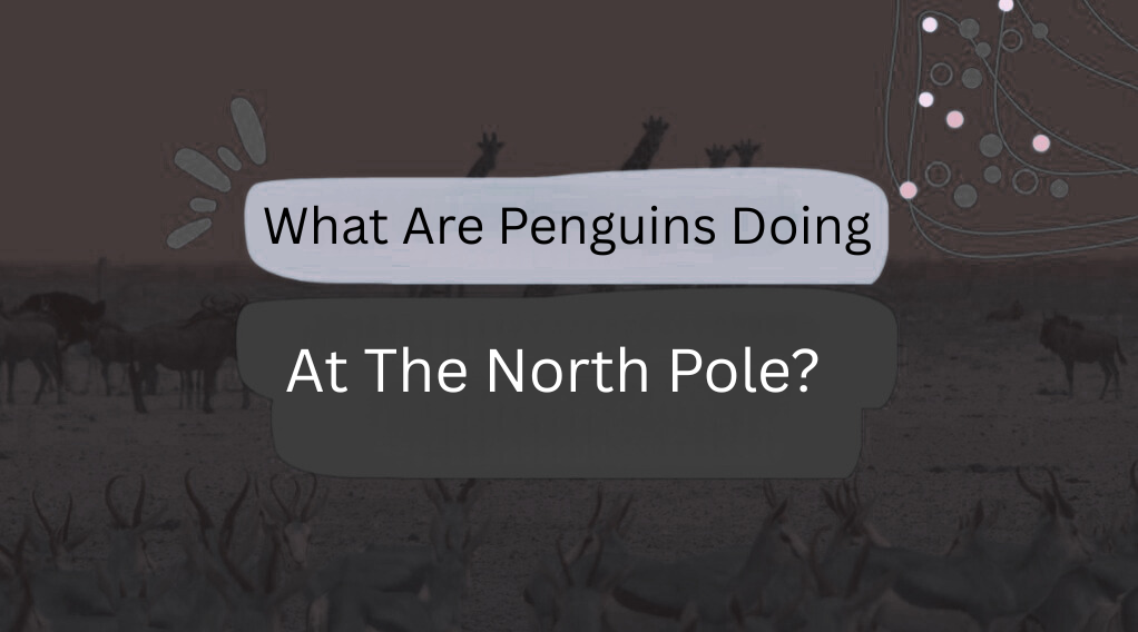 What Are Penguins Doing At The North Pole