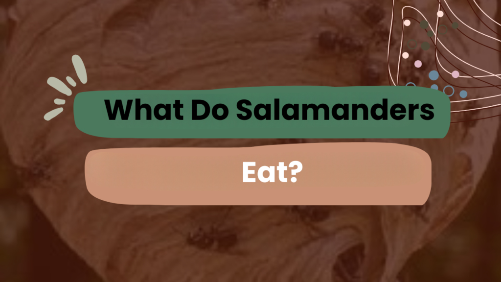 What Do Salamanders Eat