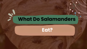 What Do Salamanders Eat
