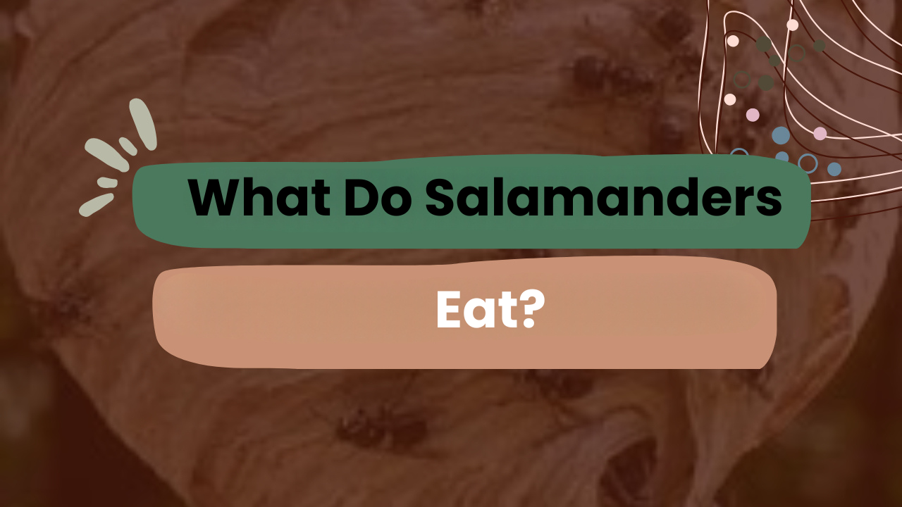 What Do Salamanders Eat