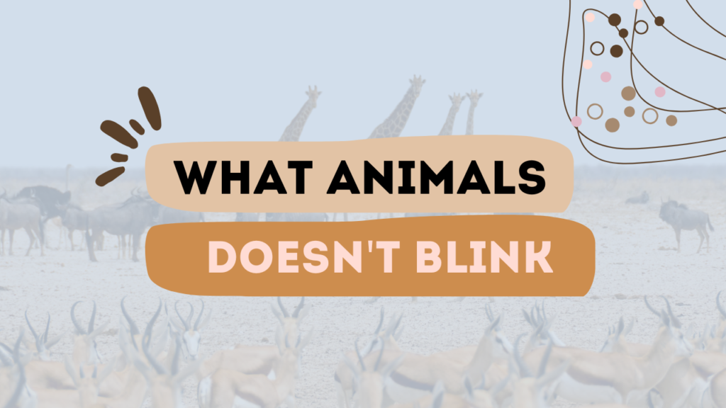 What Animals Doesn't Blink