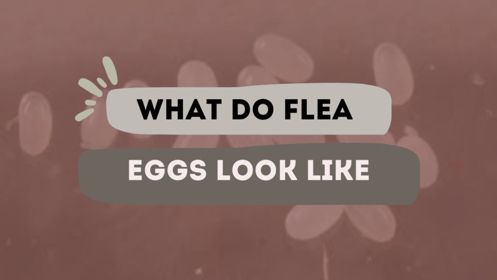What do flea eggs look like