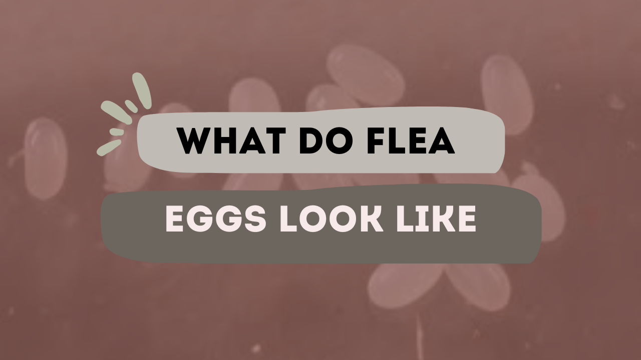 What do flea eggs look like