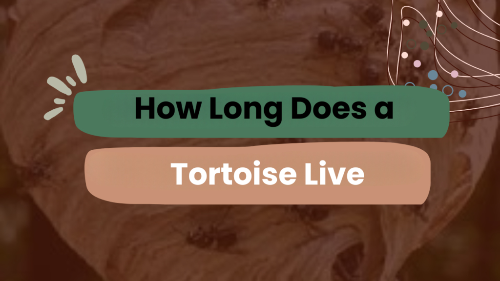 how long does a Tortoise Live