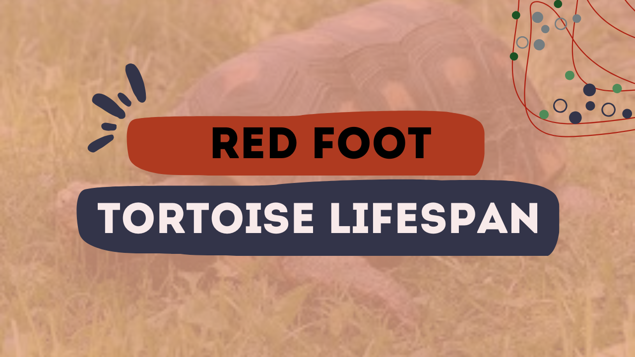 Red Foot Tortoise Lifespan